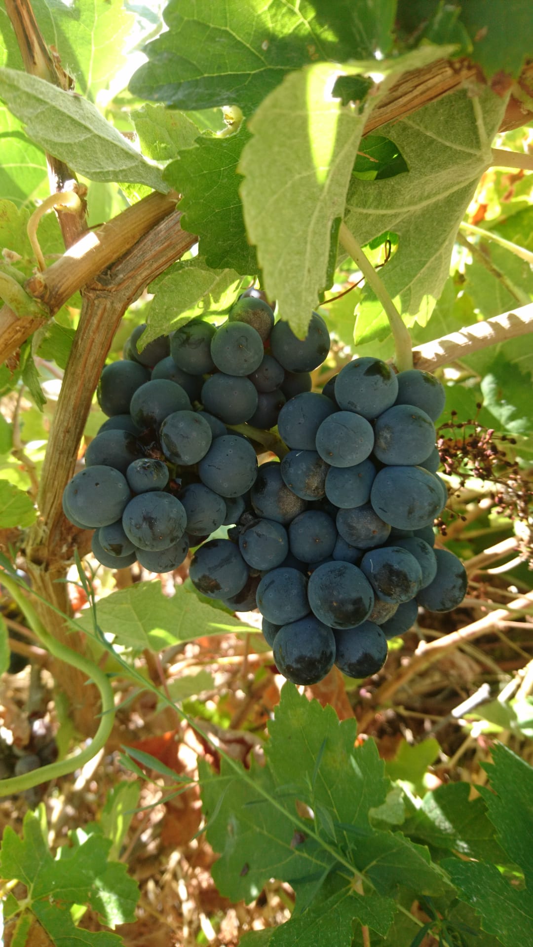 Uvas moradas Tempranillo y Garnacha para vino